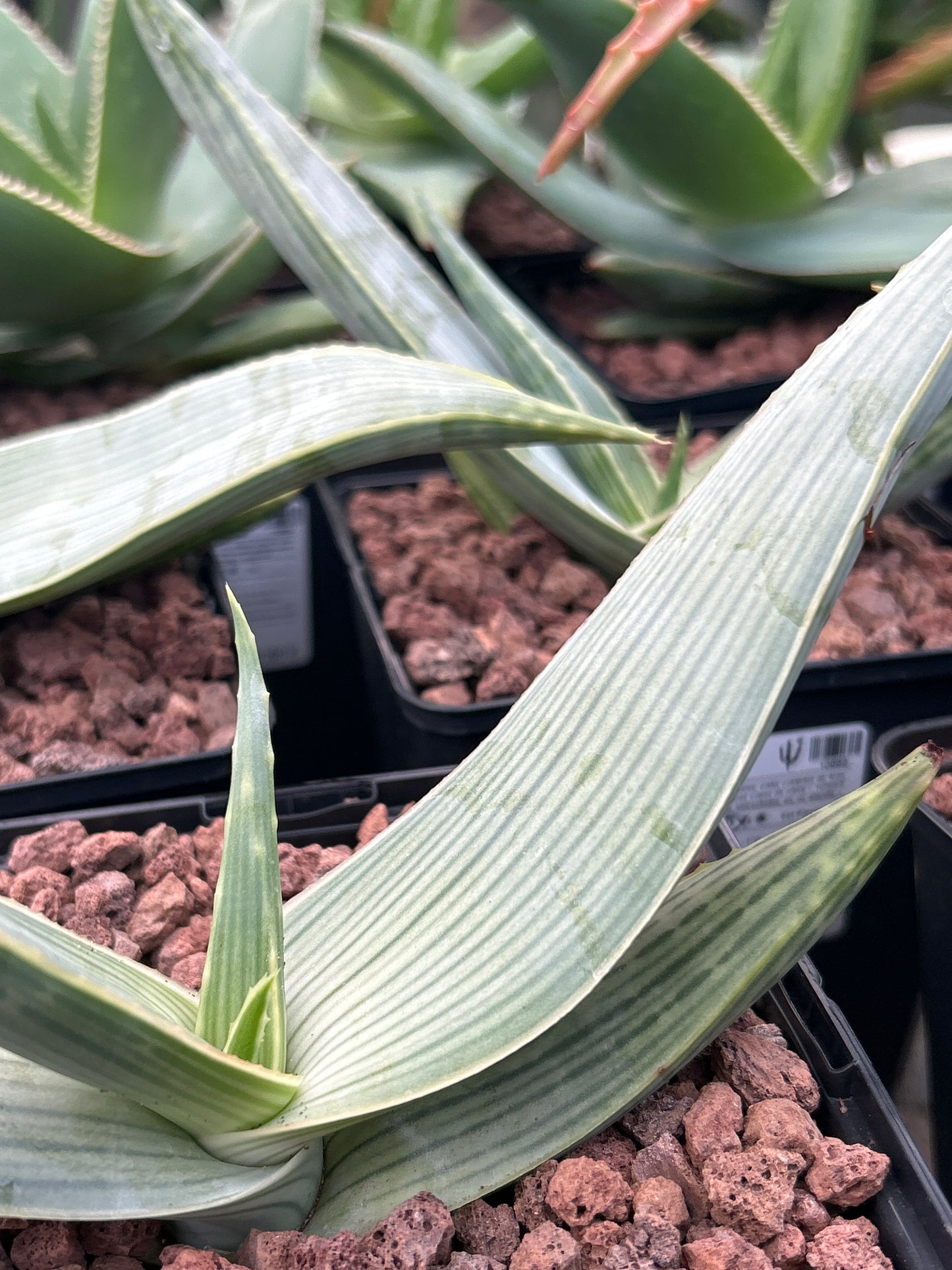 Aloe karasbergensis