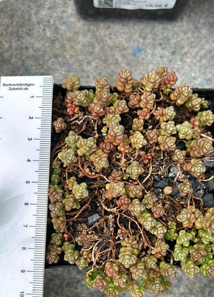 Crassula corallina sp. macrorrhiza