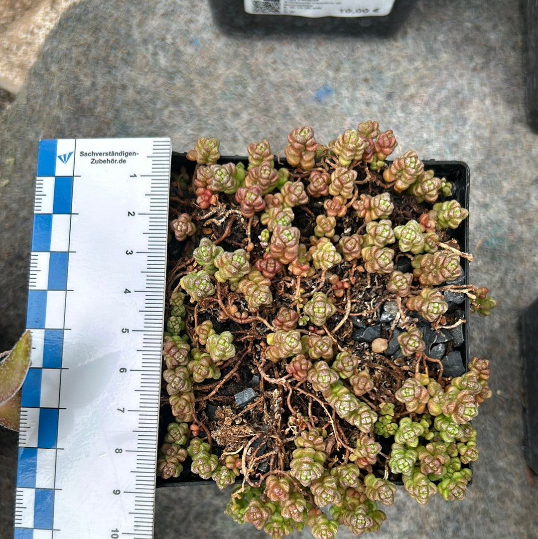 Crassula corallina sp. macrorrhiza