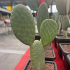 3 Palas