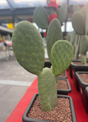 Opuntia Titania