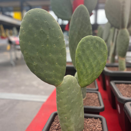 Opuntia Titania