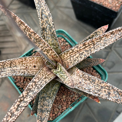 x Gasterworthia 'Fandango'