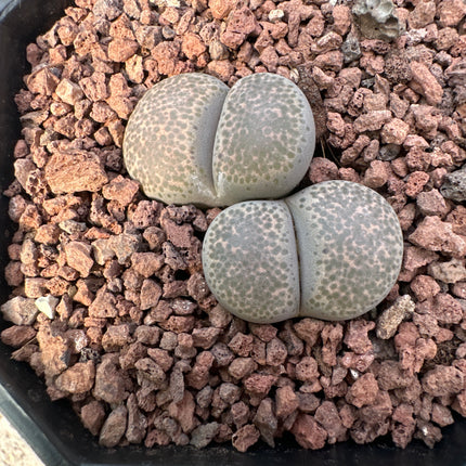 Lithops localis (ex. L. terricolor) C376