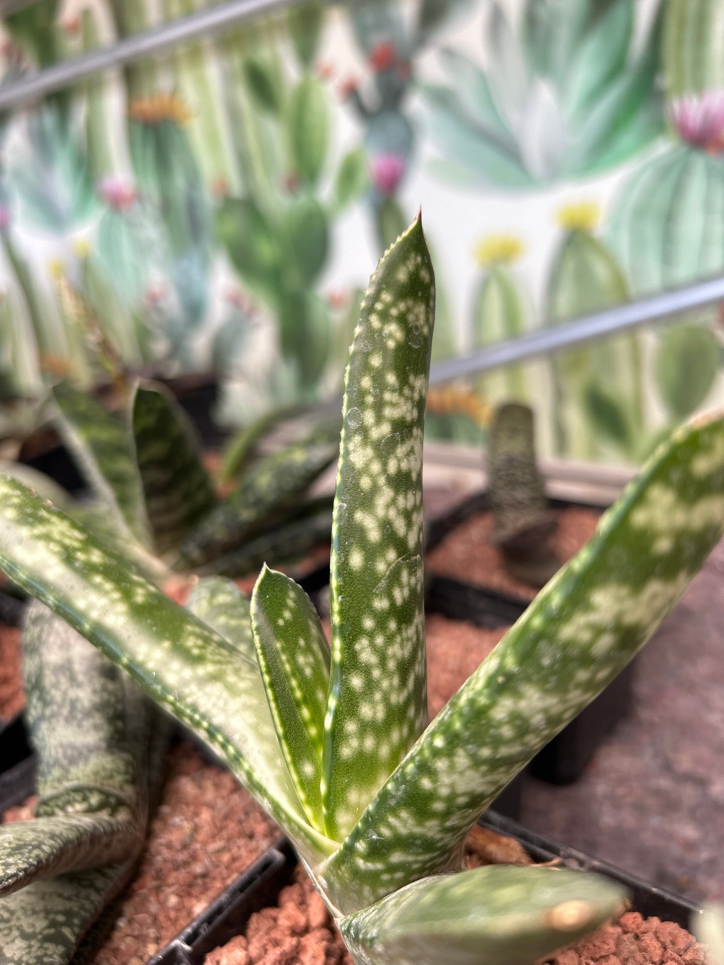 Gasteria rawlinsonii