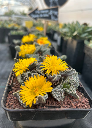 Faucaria felina subs. Tuberosa Lebenslauf. „Super Warty“.