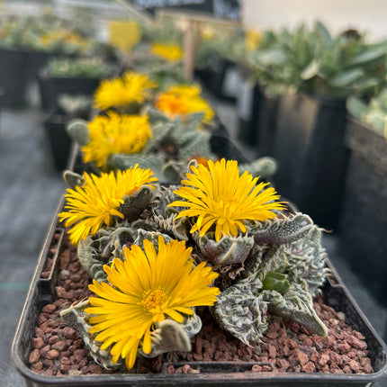 Faucaria felina subs. tuberosa cv. ´Super Warty´