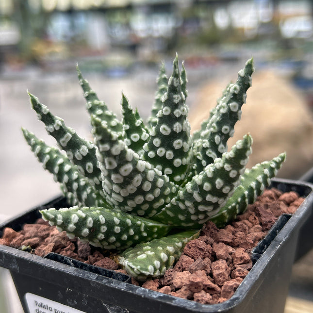 Tulista pumila 'Donuts' compact