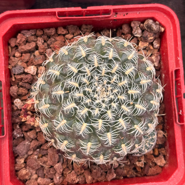 Weingartia gemmae subsp. gemmae