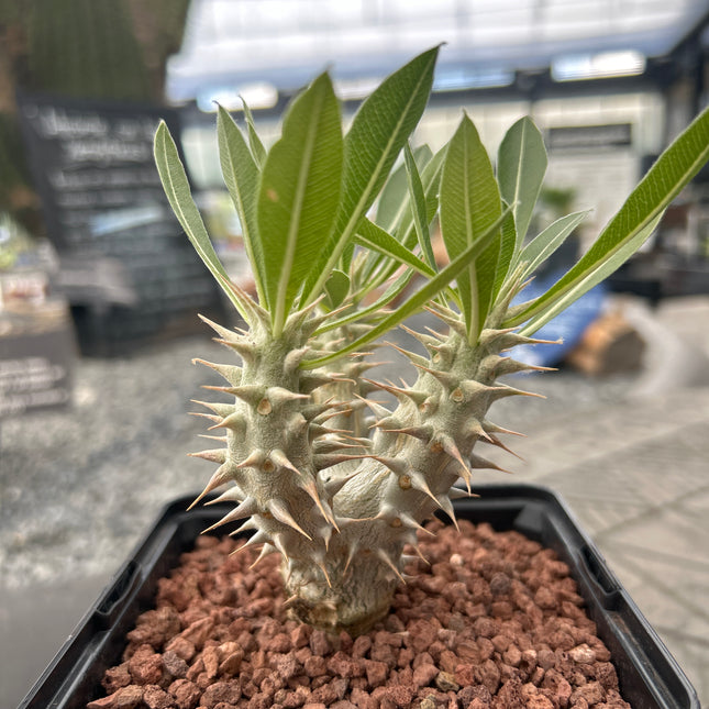 Pachypodium horomboense