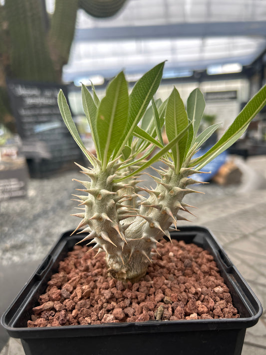 Pachypodium horomboense