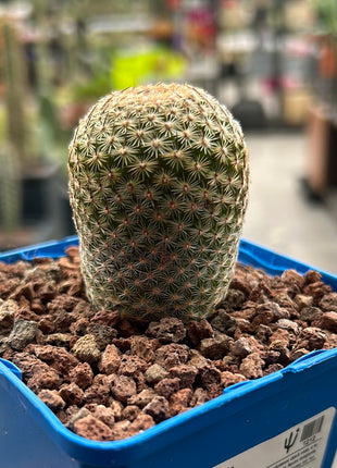 Mammillaria matudae
