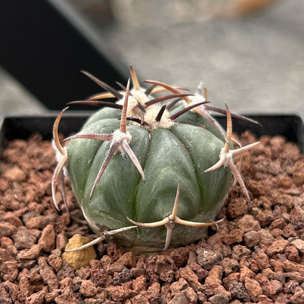 Echinocactus horizonthalonius ct7