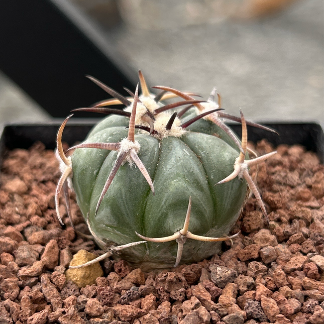 Echinocactus horizontalthalonius ct7