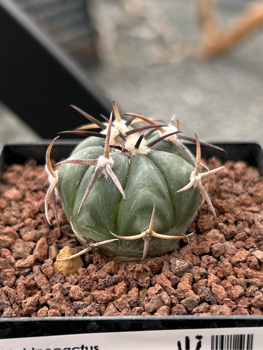 Echinocactus horizontalthalonius ct7