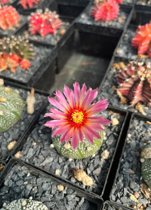 Astrophytum asterias CITES