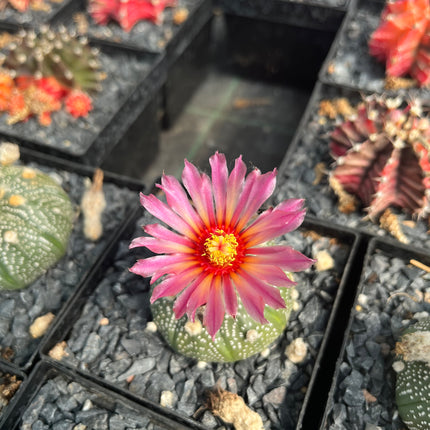 Astrophytum asterias CITES