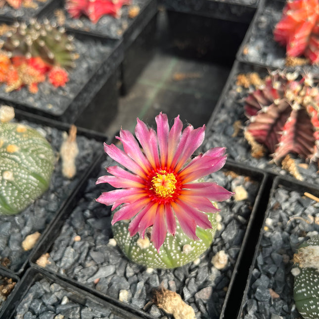 Astrophytum asterias CITES