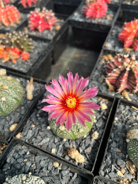 Astrophytum asterias CITES
