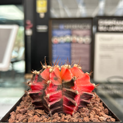 Gymnocalycium mihanovichii cv. 'Hibotan-nishikii'