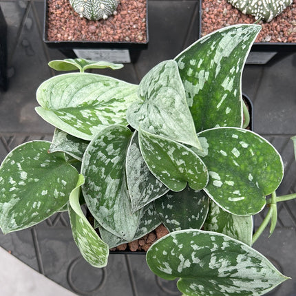 Scindapsus 'Pictus silvery Ann'
