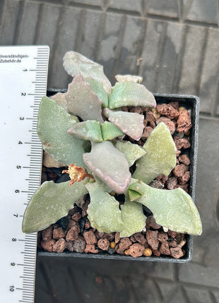 Faucaria tigrina (Wolfsmaul)