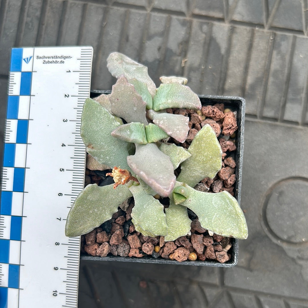 Faucaria tigrina