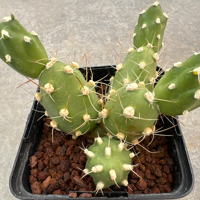 Cumulopuntia zehnderi