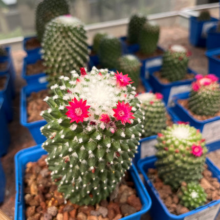 Mammillaria polythele "toluca"