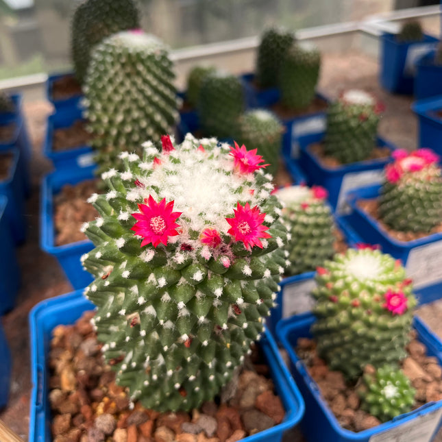 Mammillaria polythele "toluca"