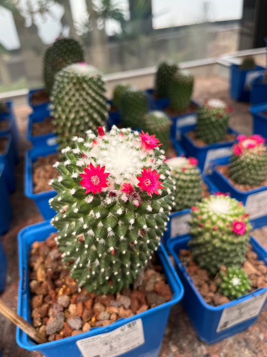 Mammillaria polythele "toluca"