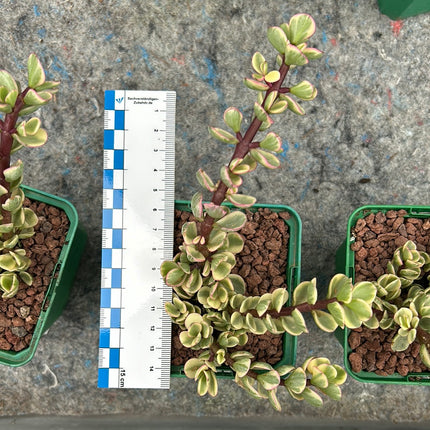 Portulacaria afra f. variieren