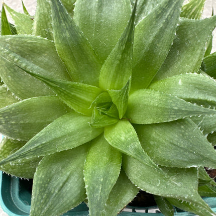 Haworthia 'Luteorosea' | Haworthia estrella verde
