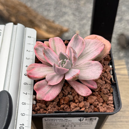 x Graptoveria 'Mr. Richard' f. variegate