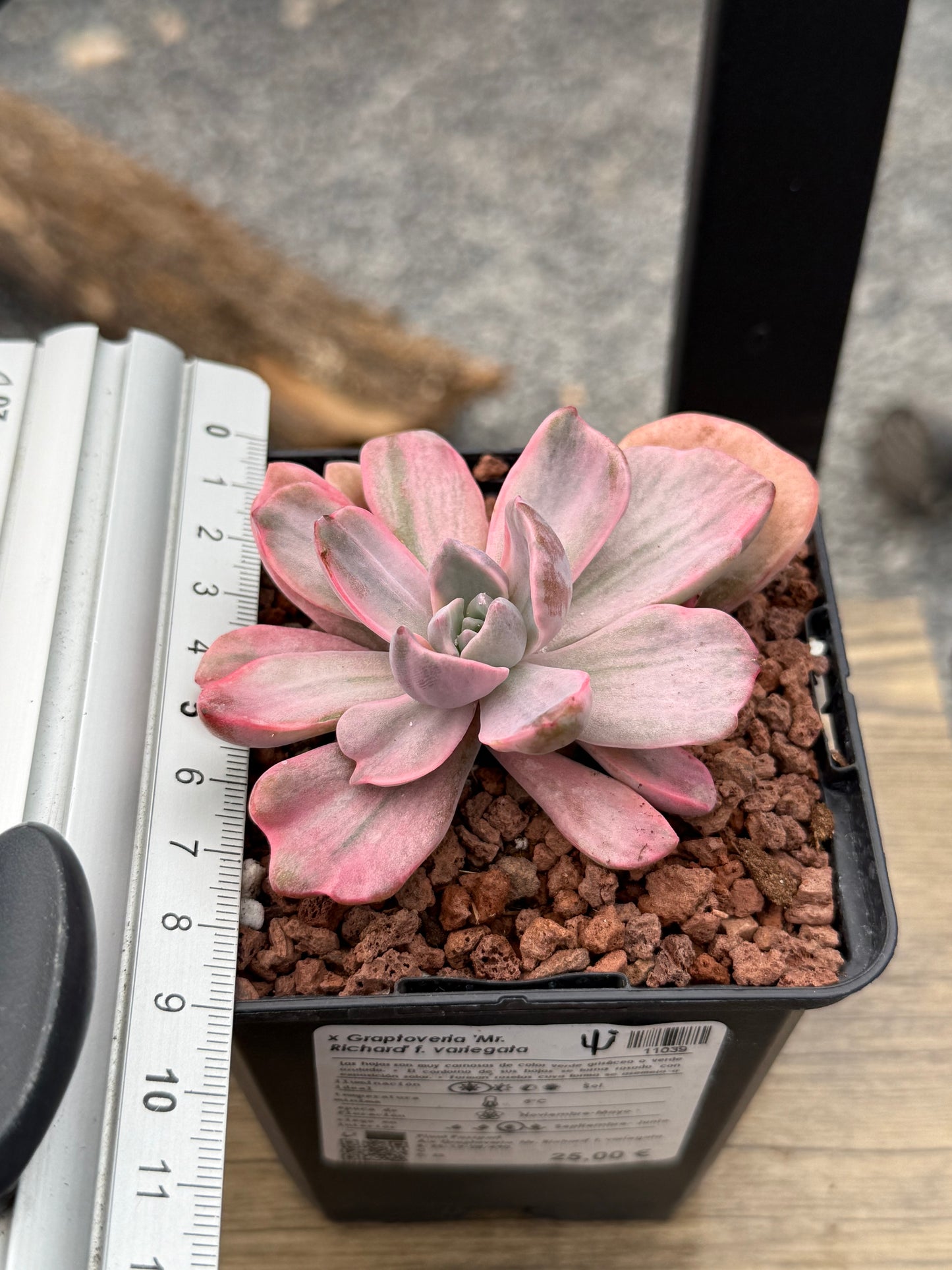 x Graptoveria ‘Mr. Richard’ f. variegata