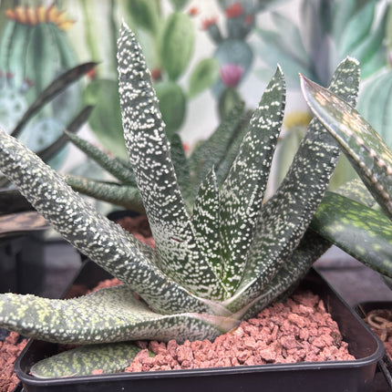 Gasteria carinata var. warty