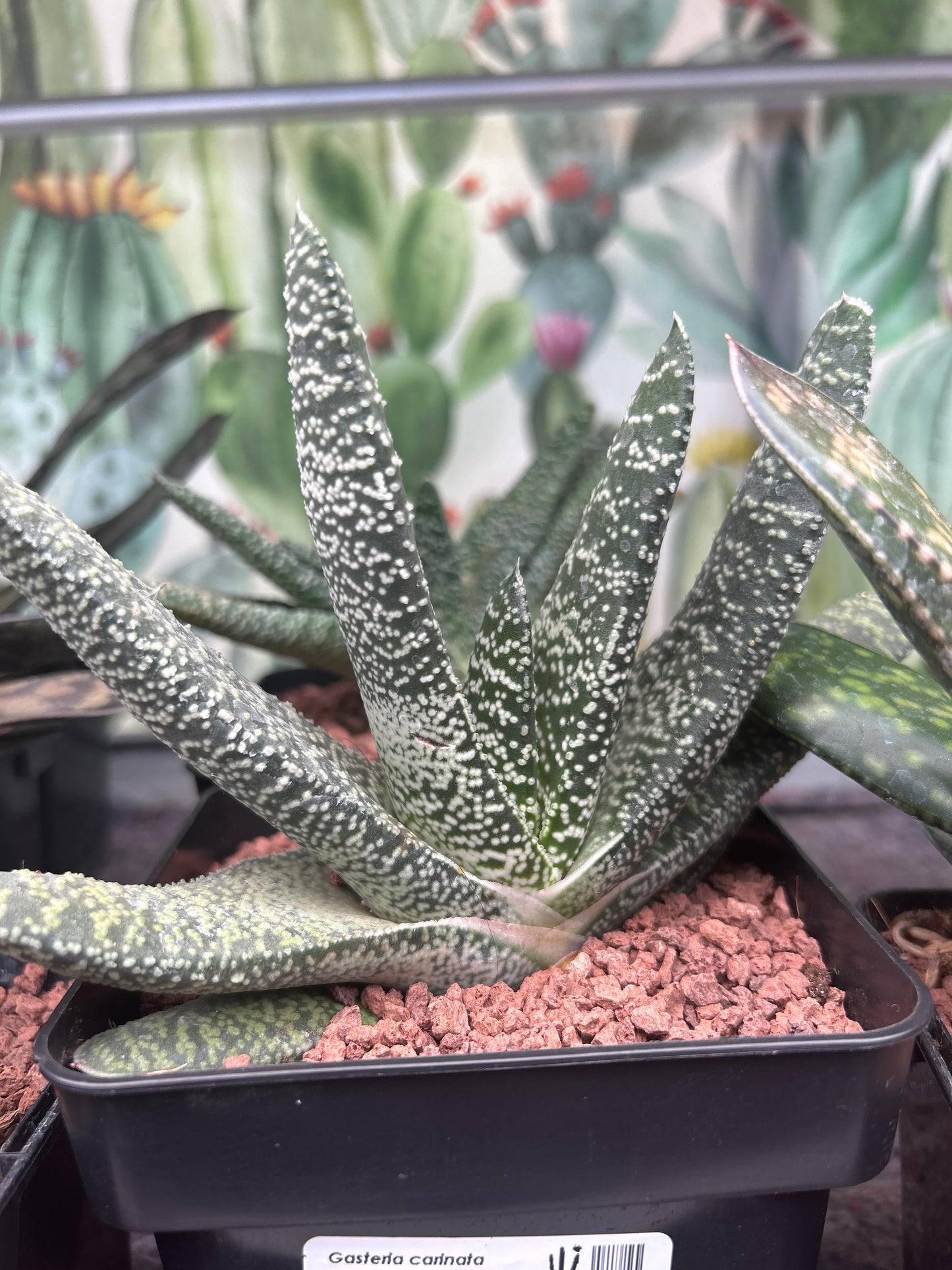 Gasteria carinata var. verrucosa