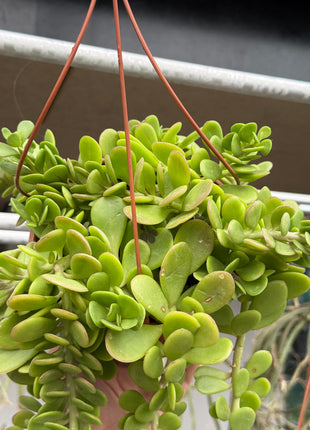 Senecio jacobsenii