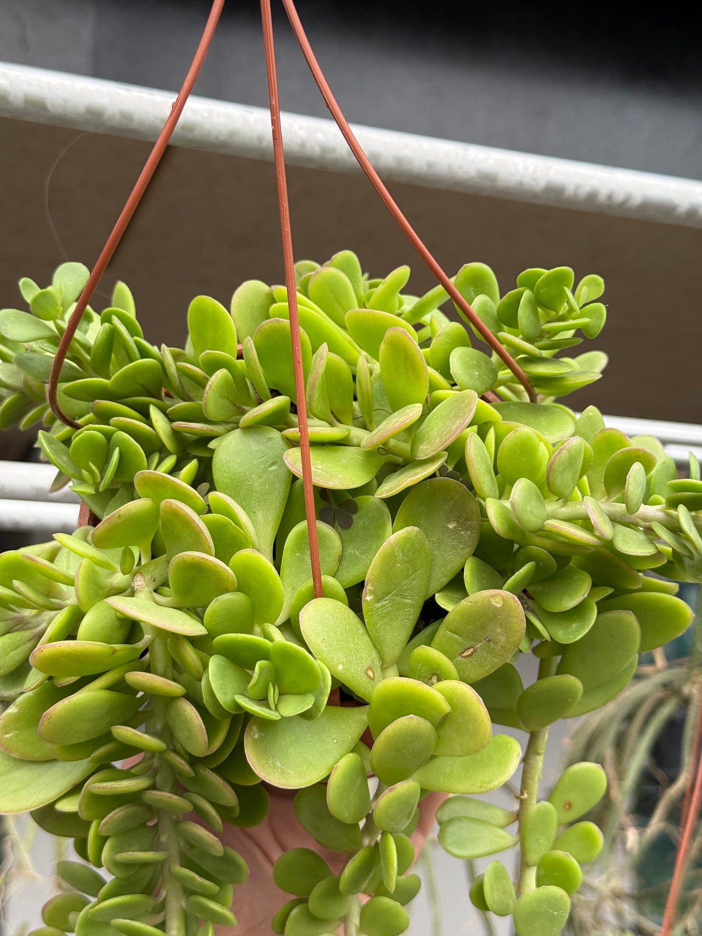 Senecio jacobsenii