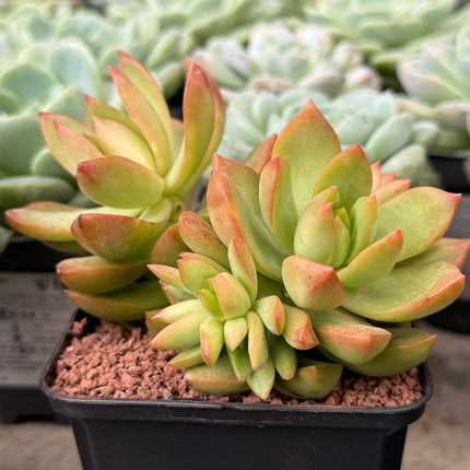 Pachyveria ‘Rough’