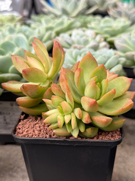 Pachyveria ‘Rough’