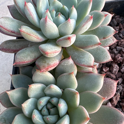 Echeveria 'Mindo Olin' | La escultura viviente
