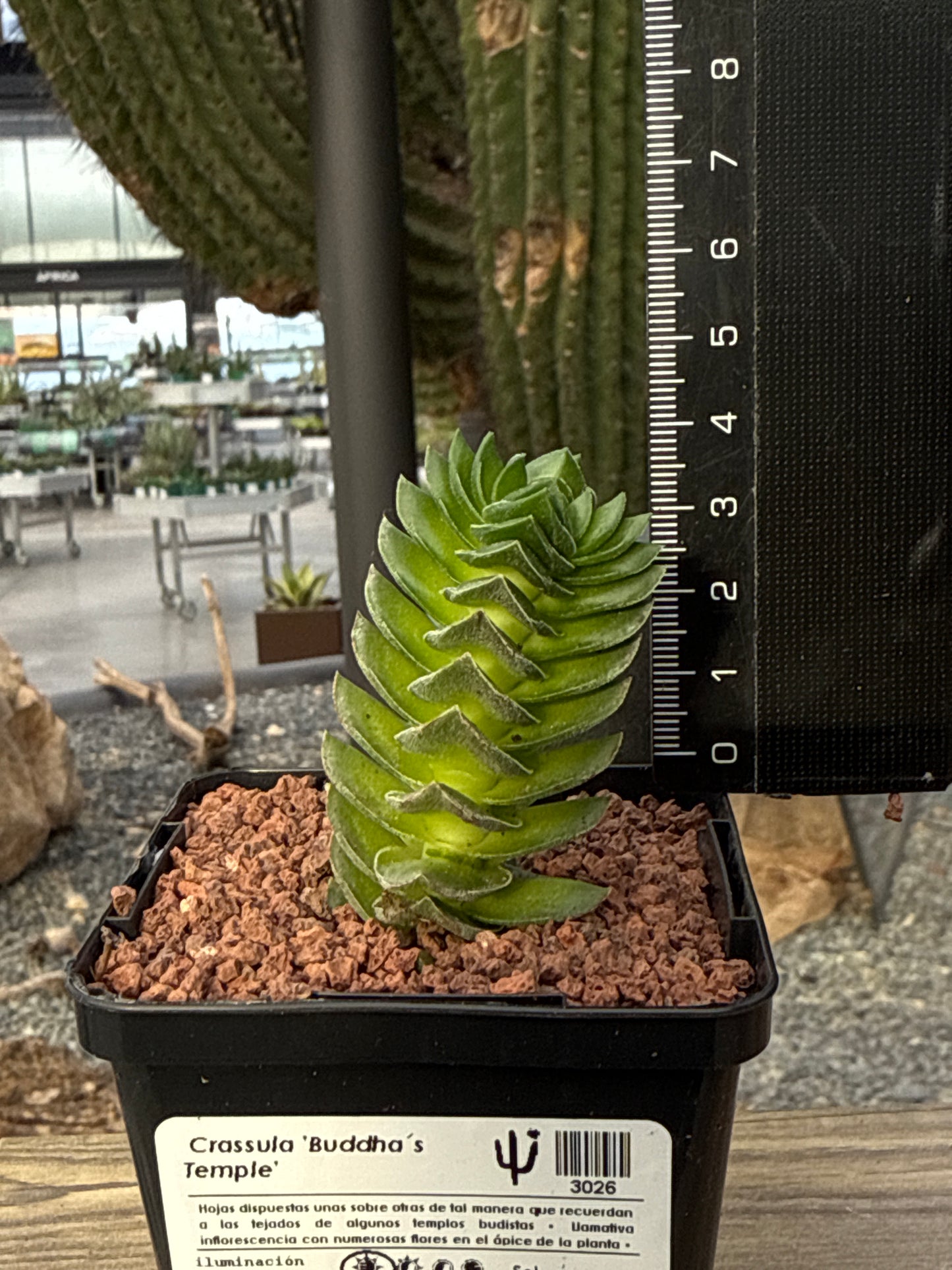 Crassula "Buddha's Temple"