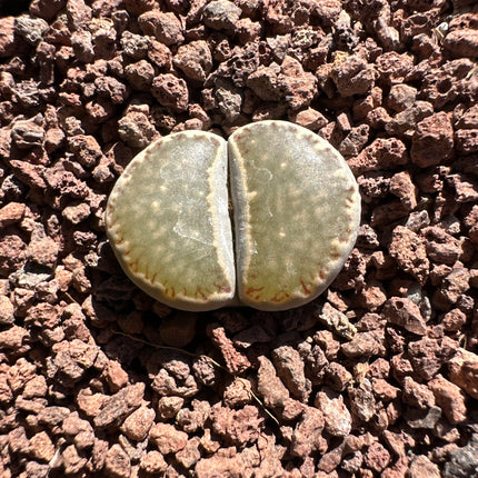 Lithops salicola C351