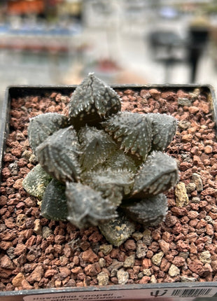 Haworthia 'Redstone'