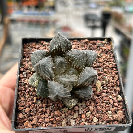 Haworthia ‘Redstone’