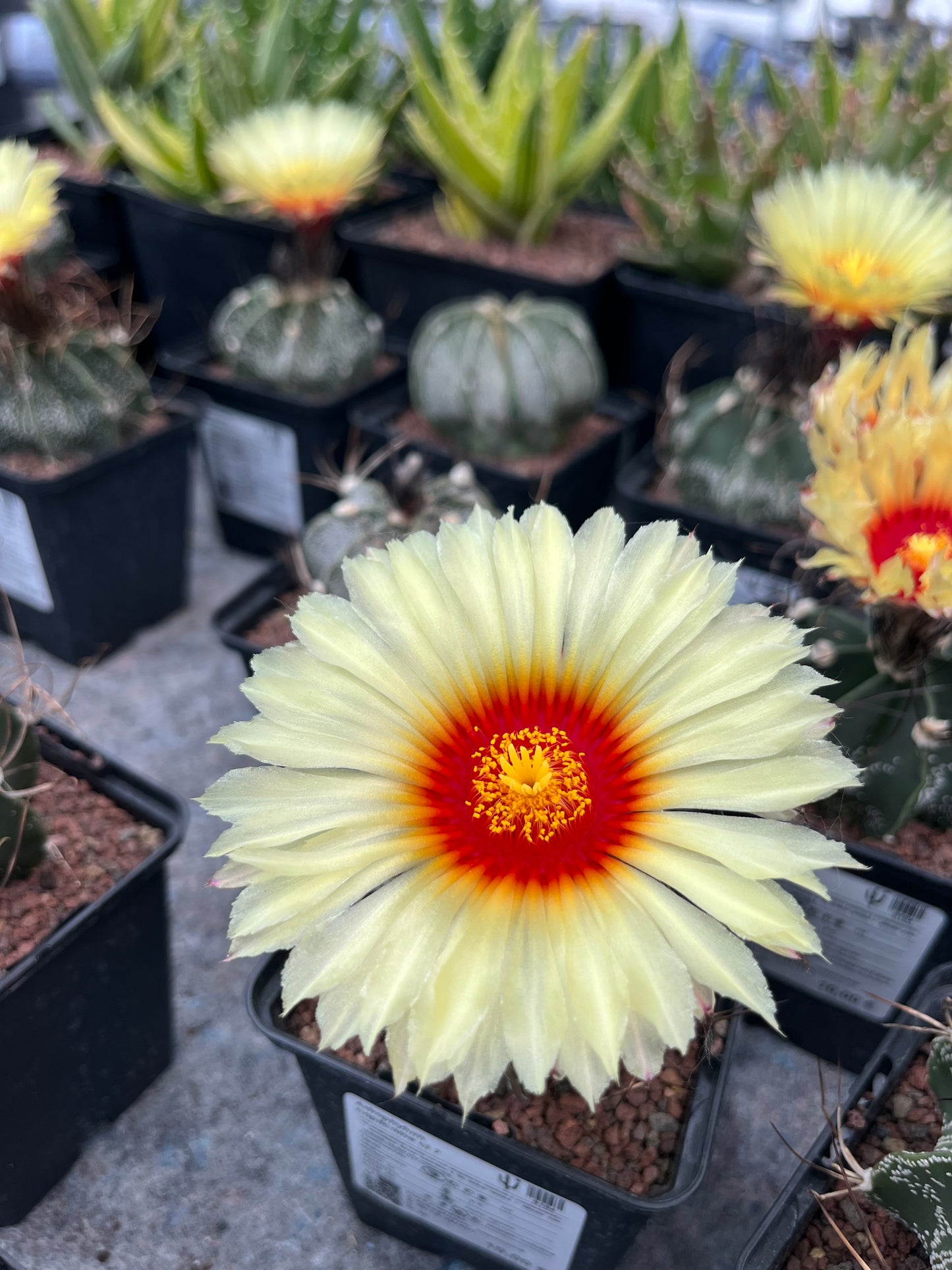 Astrophytum capricorne