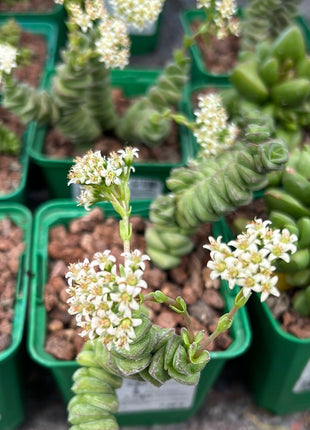 Crassula marnieriana