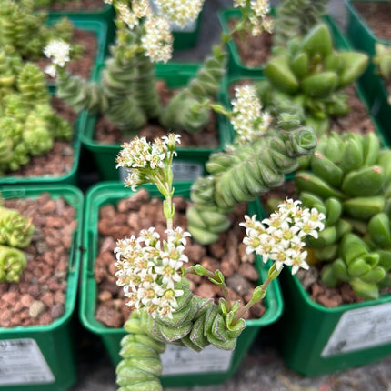 Crassula marnieriana