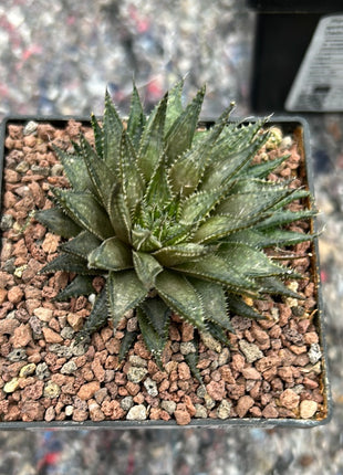 Haworthia meiringii